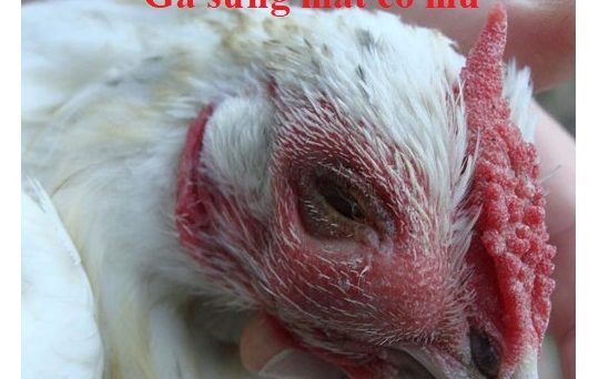 Gà sưng mắt có mủ và cách chữa trị hiệu quả 9 gà sưng mắt có mủ