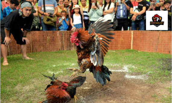 Tổng hợp lễ hội đá gà ở Việt Nam và các danh kê 1 Lễ hội đá gà