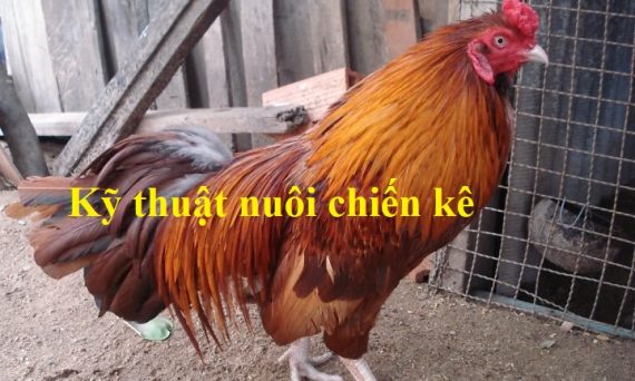 Kỹ thuật nuôi chiến kê trở nên dũng mãnh nhất 45 Nuôi chiến kê