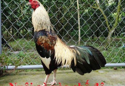 Nuôi gà vào chế độ trước khi ra trường thi đấu 1 Gà vào chế độ