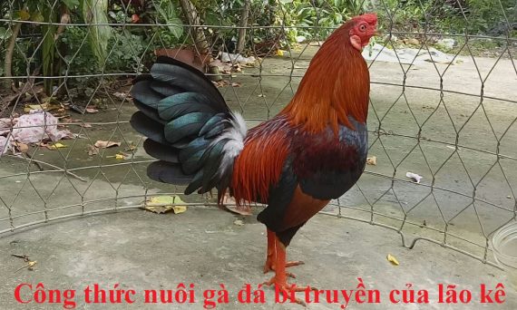 Công thức nuôi gà bí truyền của sư kê lão làng 1 nuôi gà bí truyền