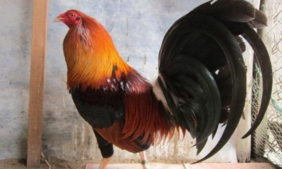 Bí kíp nuôi gà hiệu quả dành cho sư kê 11 Nuôi gà hiệu quả