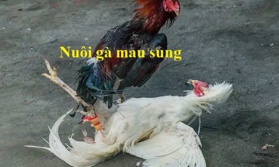 Bí kíp nuôi gà mau sung nhanh cực hiệu quả 40 Nuôi gà mau sung