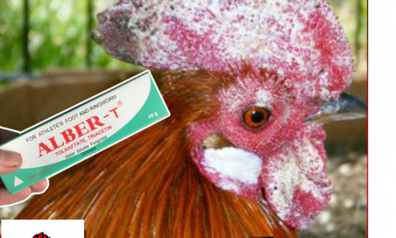 Thuốc tây trị mốc cho gà đá hiệu quả nhất 1 Thuốc tây trị mốc