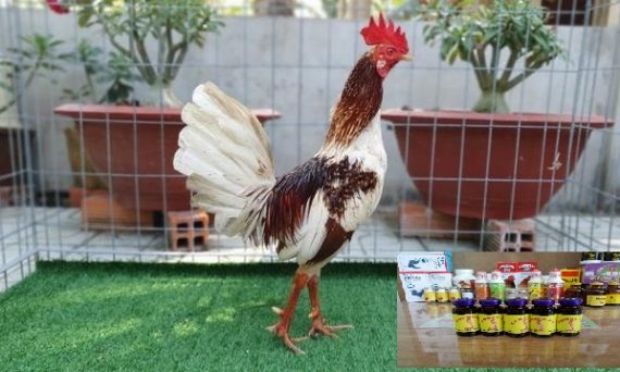 Dùng thuốc kháng sinh cho gà chọi đúng cách 6 Kháng sinh cho gà