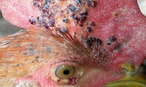 Bệnh thủy đậu ở gà và cách chữa trị hiệu quả 1 bệnh thủy đậu