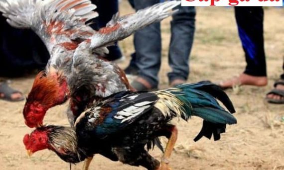 Cáp gà đá theo ngày chuẩn nhất hiện nay 15 Cáp gà đá