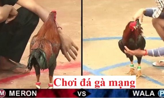 Chơi đá gà mạng ăn tiền hot nhất hiện nay 1 chơi đá gà mạng