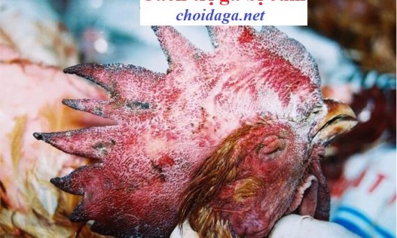 Trị gà bị cúm nhanh khỏi cực hiệu quả 32 Trị gà bị cúm