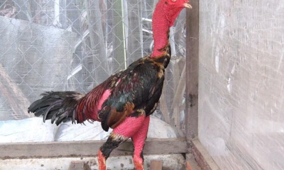 Gà nòi đá và những thông tin cần biết 1 Gà nòi đá