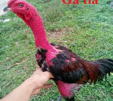 Gà tía và màu chân phù hợp để nuôi đá 12 Gà tía