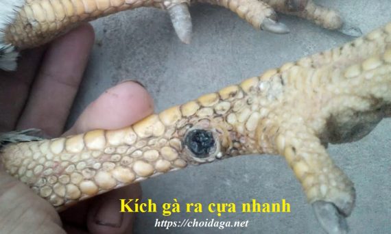 Kích gà ra cựa nhanh chóng với bí kíp cực đơn giản 12 kichgaracua