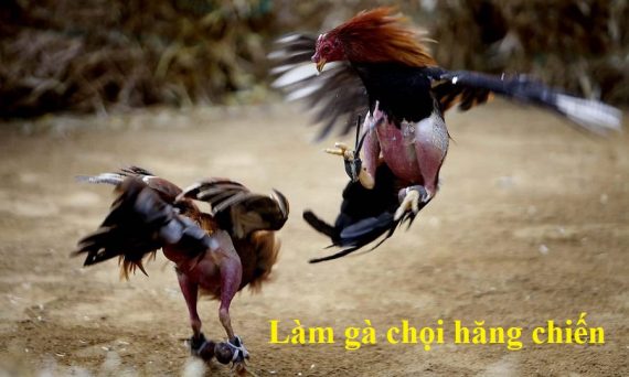 Kỹ thuật làm gà chọi hăng cực hiệu quả 1 lamgahangchien