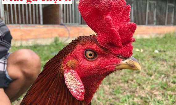 Mắt gà chọi lì có những đặc điểm gì? 17 Mắt gà chọi lì