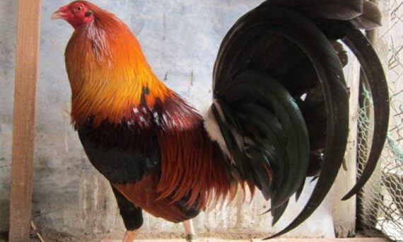 Nuôi gà lông đẹp với nguyên liệu dễ tìm 1 Nuôi gà lông đẹp