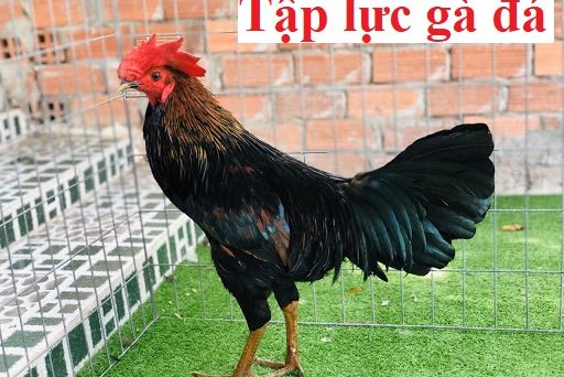 Tập lực gà đá giúp gà săn chắc sung mãn 1 tập lực gà đá