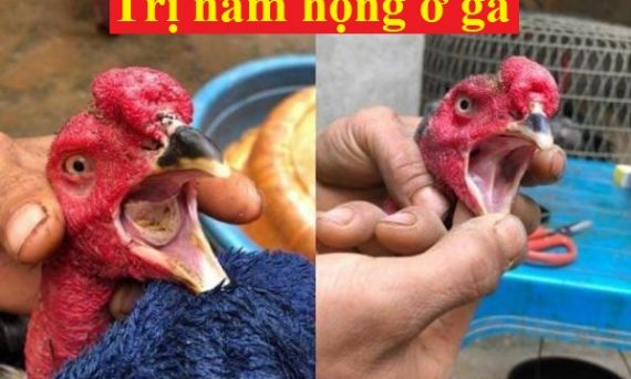 Cách trị nấm họng ở gà dứt điểm hiệu quả 48 nấm họng ở gà