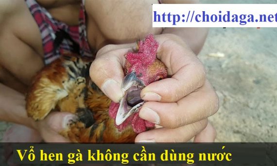 2 Kỹ thuật vổ hen gà không cần dùng nước 1 Vổ hen gà