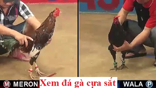 Xem đá gà cựa sắt mới nhất tại choidaga.net 16 xem đá gà cựa sắt