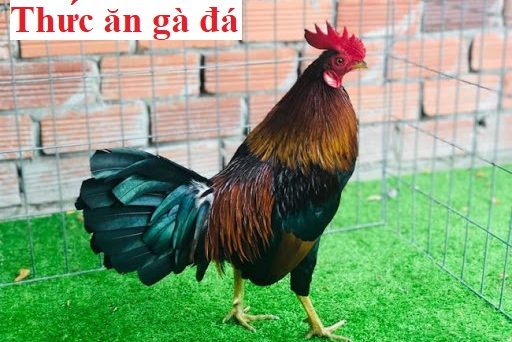 Thức ăn gà và công thức nuôi gà chọi chiến 6 thức ăn gà