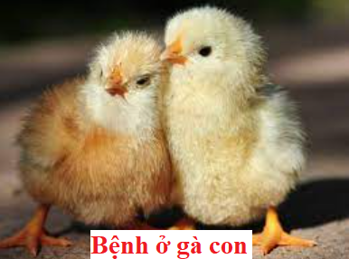 Các bệnh gà con thường gặp nhất và cách trị 46 bệnh gà con