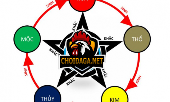 Đá gà ngày âm theo cung mạng sư kê cần biết 1 Đá gà ngày âm