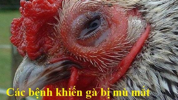 Những căn bệnh kiến gà bị mù mắt cần phải biết 26 Gà bị mù mắt