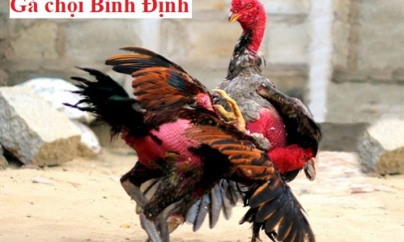 Gà Bình Định và cách nhận biết gà gốc chính xác 31 Gà Bình Định