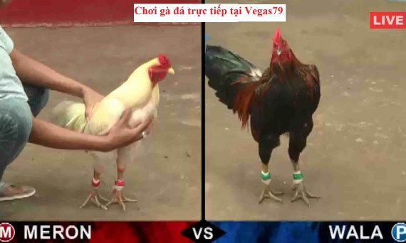 Chơi gà đá trực tiếp cần chuẩn bị những gì? 36 Gà đá trực tiếp