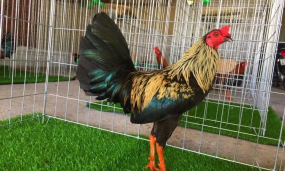 Không nên cho gà ăn gì? Sư kê cần phải biết 1 Không nên cho gà ăn gì