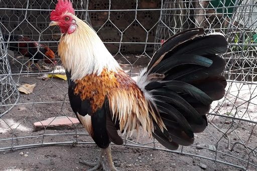 Màu mạng gà chuối và cách cáp độ trên màu mạng 6 màu mạng gà chuối