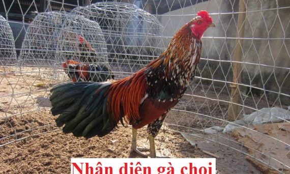 Nhận diện gà chọi
