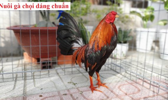 Nuôi gà chọi dáng chuẩn với công thức bí truyền 53 Nuôi gà dáng chuẩn