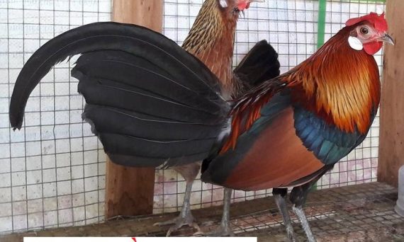 Cách thuần gà rừng hiệu quả nhất hiện nay 1 thuần gà rừng