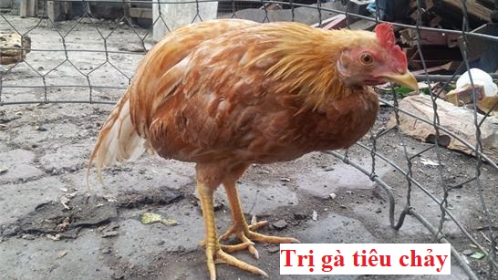 Trị gà tiêu chảy dứt điểm nhanh chóng và hiệu quả 41 trị gà tiêu chảy