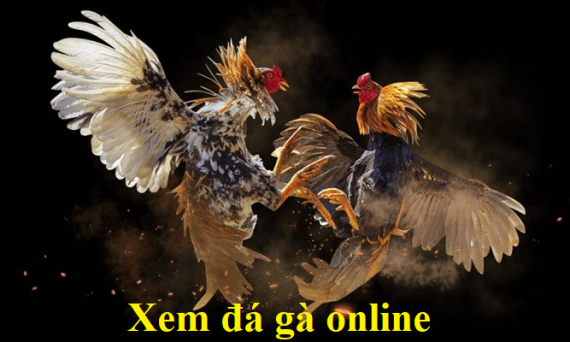 Xem đá gà online trực tiếp trường đấu Thomo 1 Xem đá gà online