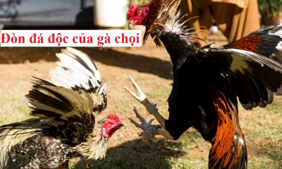 Tổng hợp các đòn đá độc của gà chọi mới nhất 34 Đòn đá độc của gà