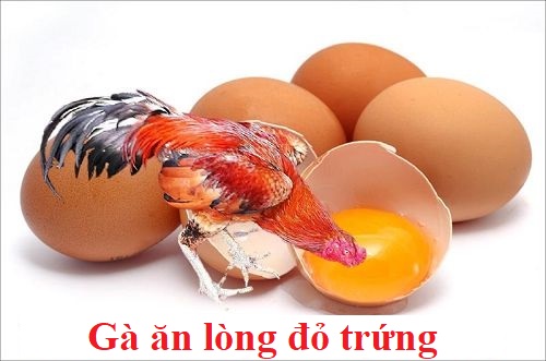 Cách cho gà ăn lòng đỏ trứng hiệu quả nhất 6 Gà ăn lòng đỏ trứng