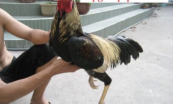 Gà bị lạnh chân dấu hiệu của bệnh gì? 11 Gà bị lạnh chân