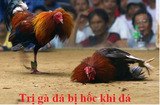 Gà đá bị hốc khi tham gia chơi đá gà trực tiếp 1 gà đá bị hốc