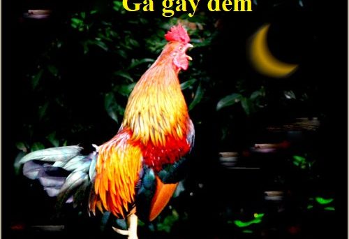 Gà gáy ban đêm và những điều sư kê cần biết 1 gà gáy ban đêm
