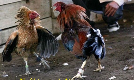 Nuôi tang gà đá giúp chiến kê hồi phục nhanh chóng 30 Nuôi tang gà