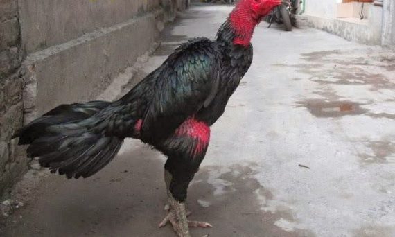 Thức ăn gà gây bệnh mà sư kê cần phải biết 1 Thức ăn gà gây bệnh