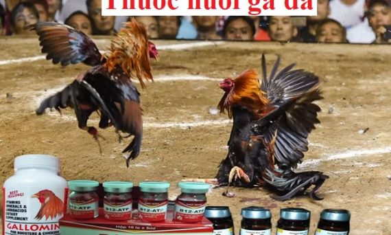 Thuốc đá gà cựa sắt mà sư kê cần biết 6 thuốc đá gà cựa sắt