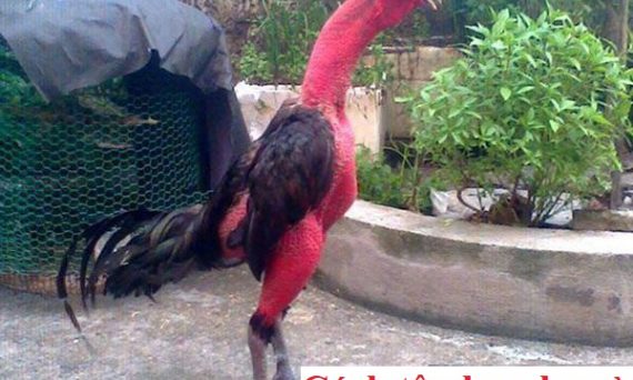 Cách tập lực cho gà chọi mau tới pin chuẩn nhất 41 Cách tập lực cho gà