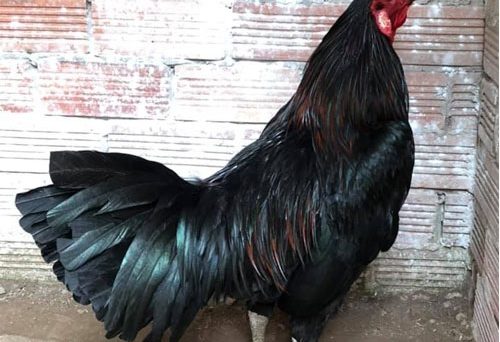 Chế độ nuôi gà chiến chuẩn nhất hiện nay 1 Chế độ nuôi gà chiến