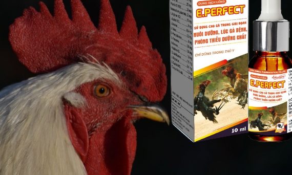 Dùng thuốc gà đá hiệu quả đúng phương pháp 1 Dùng thuốc gà đá