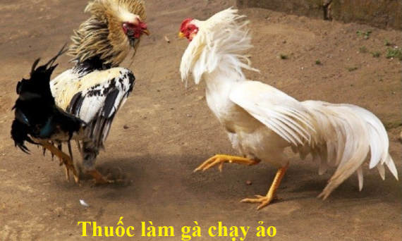 Thuốc làm gà chạy ảo bí kíp trong chơi đá gà 39 gà chạy ảo