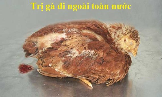 Gà đi ngoài toàn nước và cách chữa trị dứt điểm 17 gà đi ngoài toàn nước