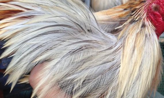 Lông gà bị xoăn - Nguyên nhân và cách khắc phục 35 Gà lông xoăn